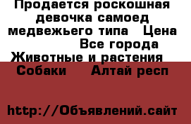 Продается роскошная девочка самоед медвежьего типа › Цена ­ 35 000 - Все города Животные и растения » Собаки   . Алтай респ.